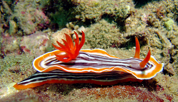 Nudibranch